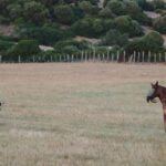 Tentadero de machos en la ganadería de Murube