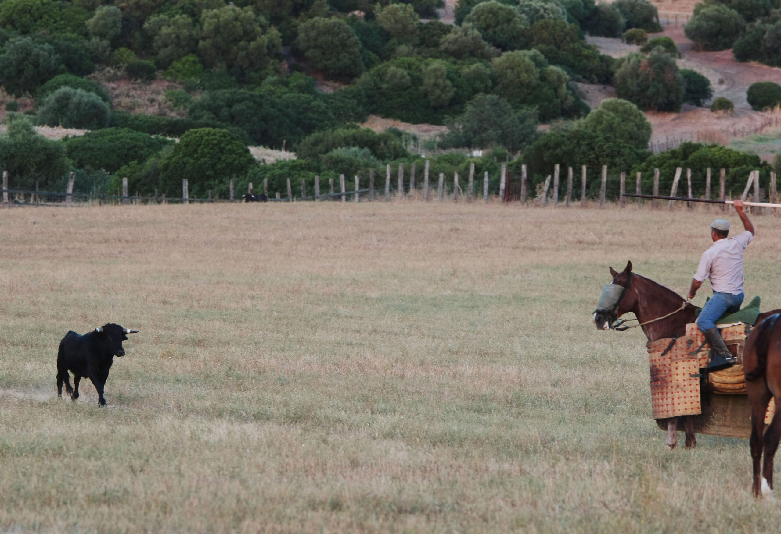 Tentadero de machos en la ganadería de Murube