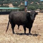 Deslenguado (Jandilla). Número 58. 578 kg. Capa: negro mulato