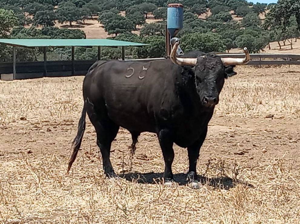 Deslenguado (Jandilla). Número 58. 578 kg. Capa: negro mulato