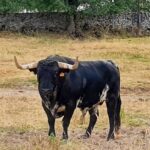 Esperón (Victoriano del Río). Número 109. 545 kg. Capa: negro burraco