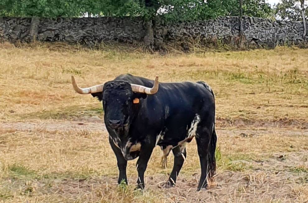 Esperón (Victoriano del Río). Número 109. 545 kg. Capa: negro burraco