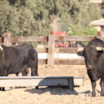 Ganadería Toros de Mollalta