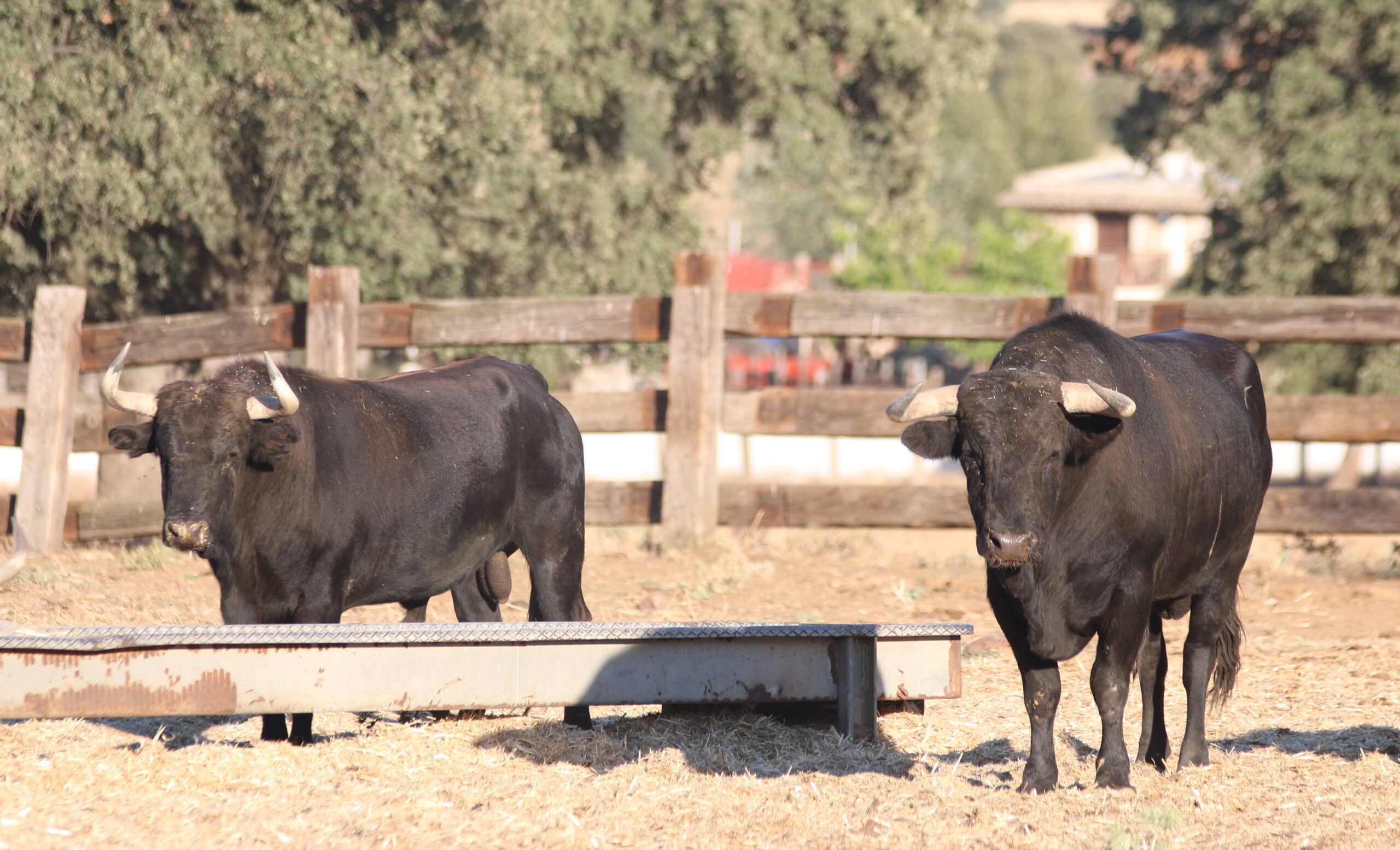 Ganadería Toros de Mollalta