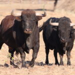 Ganadería Toros de Mollalta