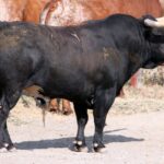 Toros de El Torero para Plasencia