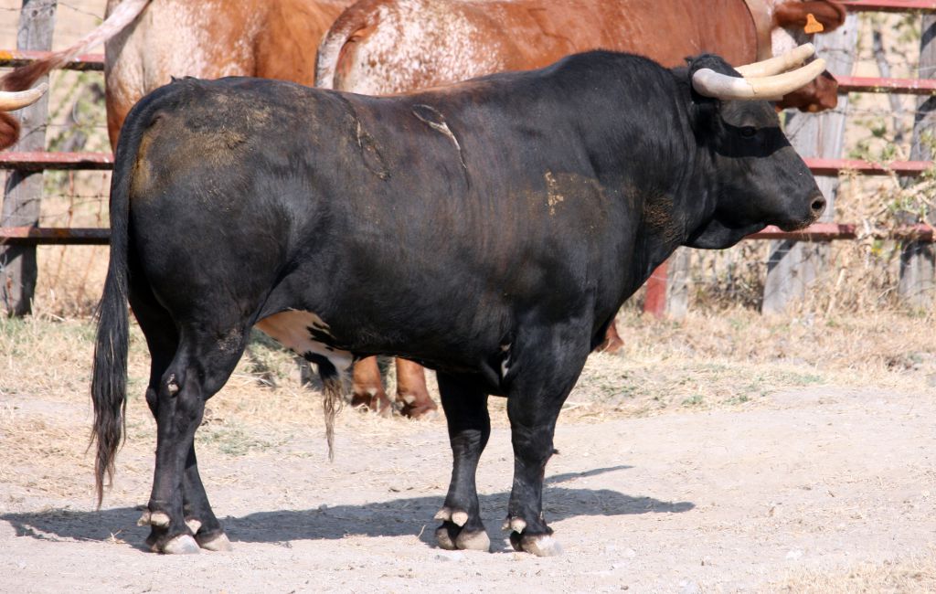 Toros de El Torero para Plasencia