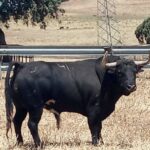 Volador (Jandilla). Número 40. 602 kg. Capa: negro bragado.