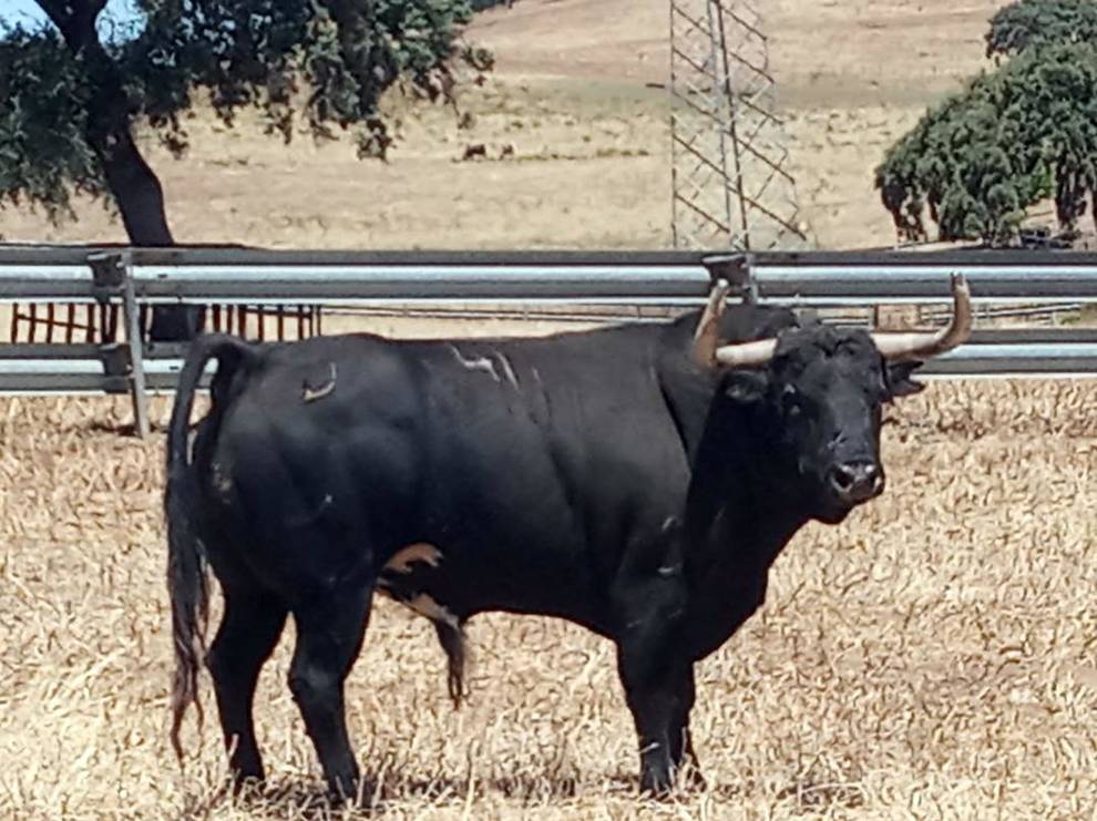 Volador (Jandilla). Número 40. 602 kg. Capa: negro bragado.