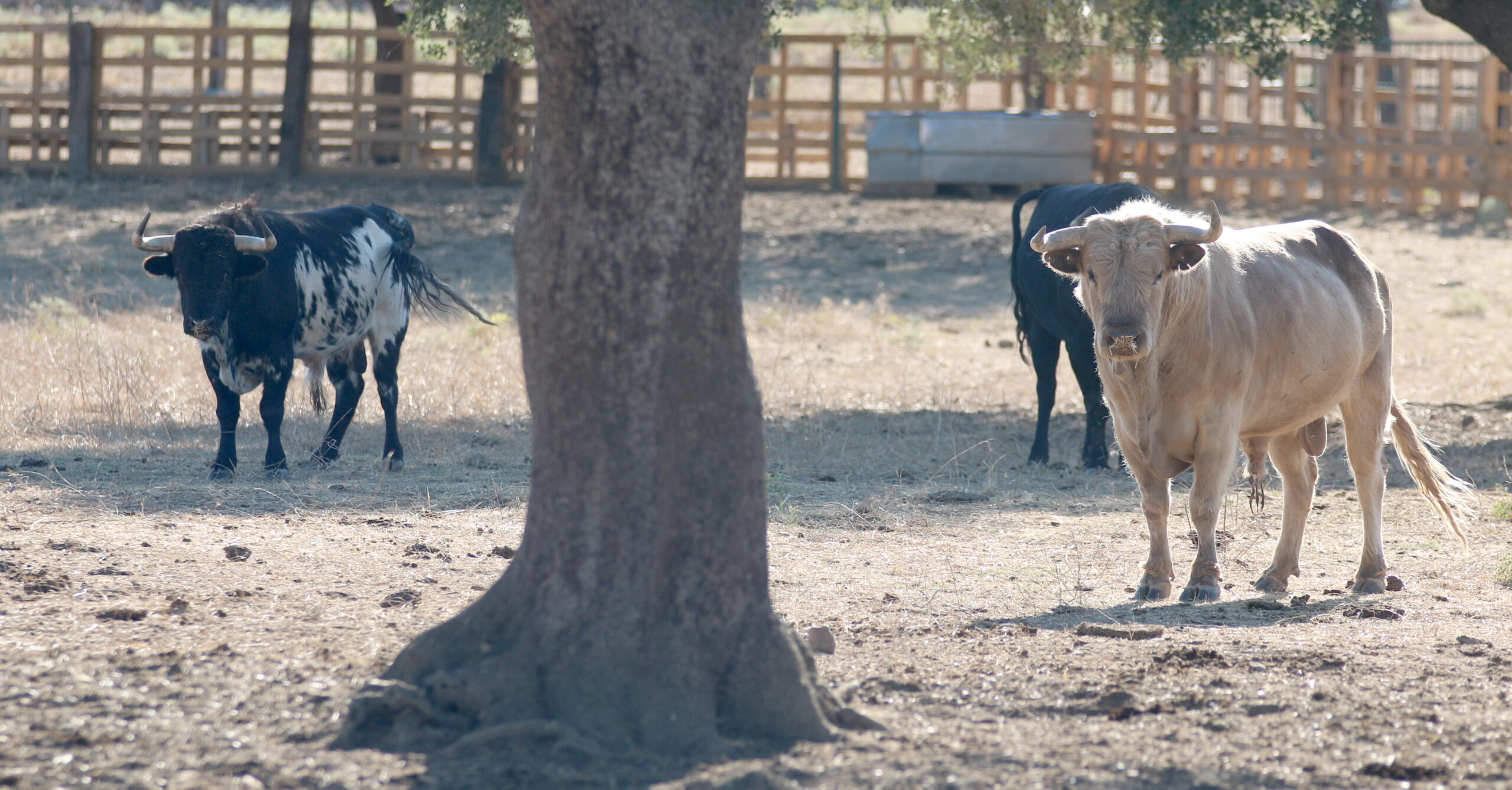 Ganadería Toros de Mollalta