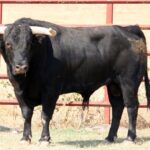 Toros de El Torero para Plasencia
