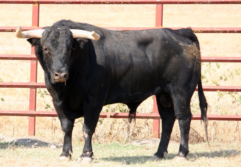Toros de El Torero para Plasencia
