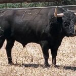 Jabonoso (Jandilla). Número 159. 560 kg. Capa: negro mulato