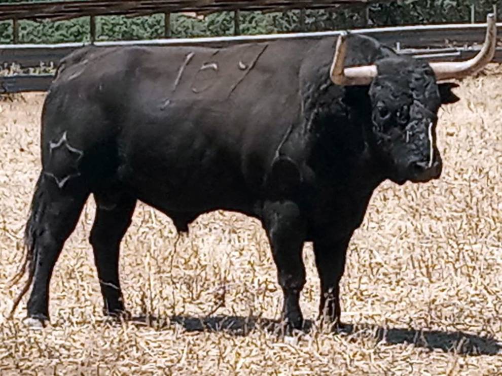 Jabonoso (Jandilla). Número 159. 560 kg. Capa: negro mulato