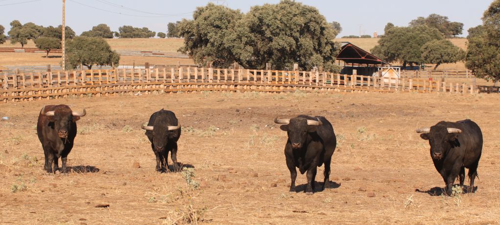 Ganadería Toros de Mollalta