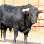 Toros de El Torero para Plasencia