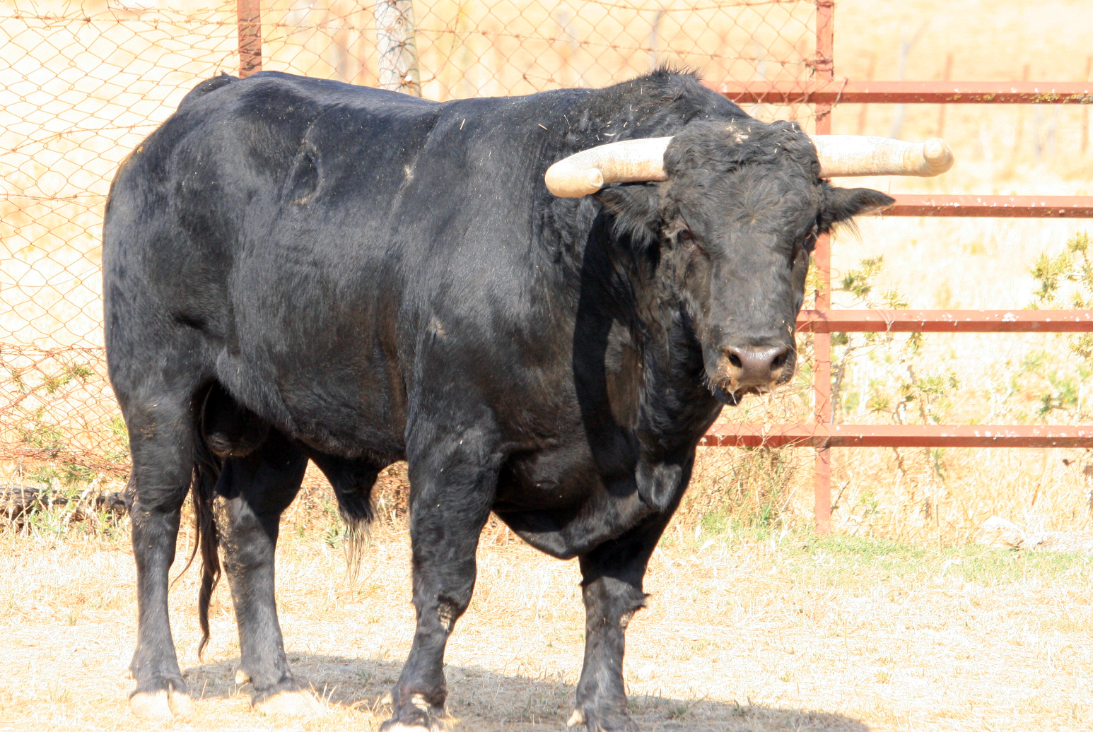 Toros de El Torero para Plasencia