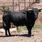 Taquillero (Jandilla). Número 144. 595 kg. Capa: negro salpicado