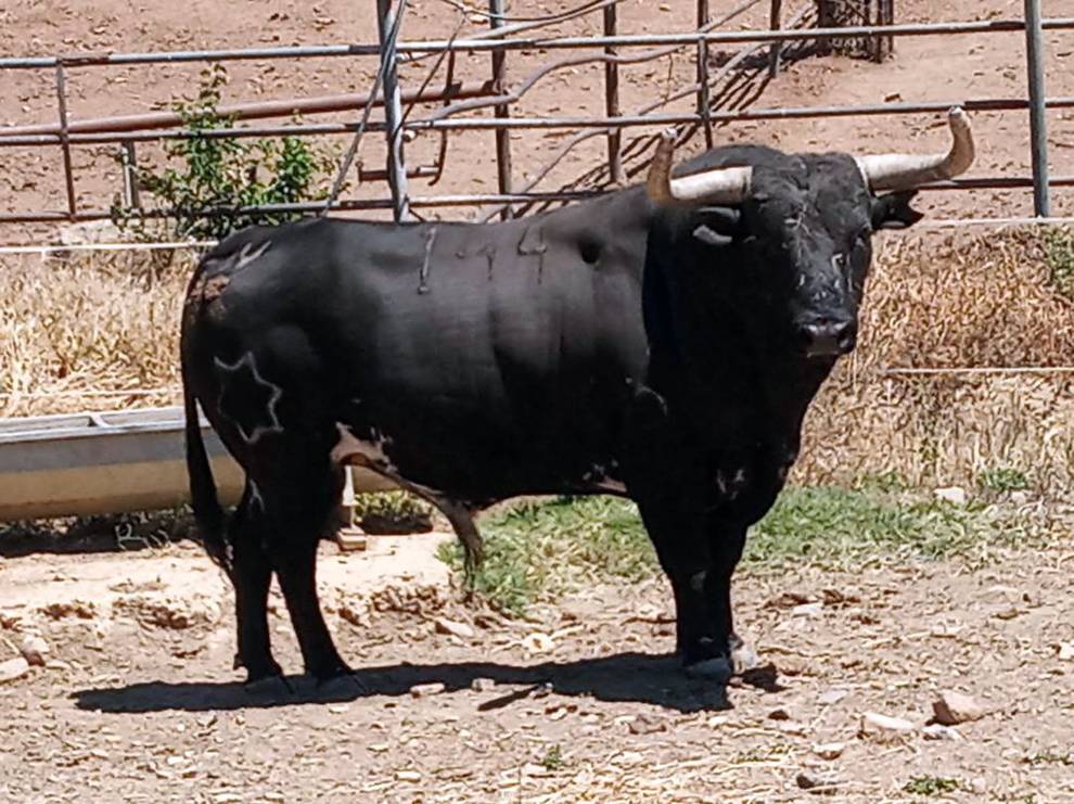 Taquillero (Jandilla). Número 144. 595 kg. Capa: negro salpicado