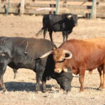 Ganadería Toros de Mollalta
