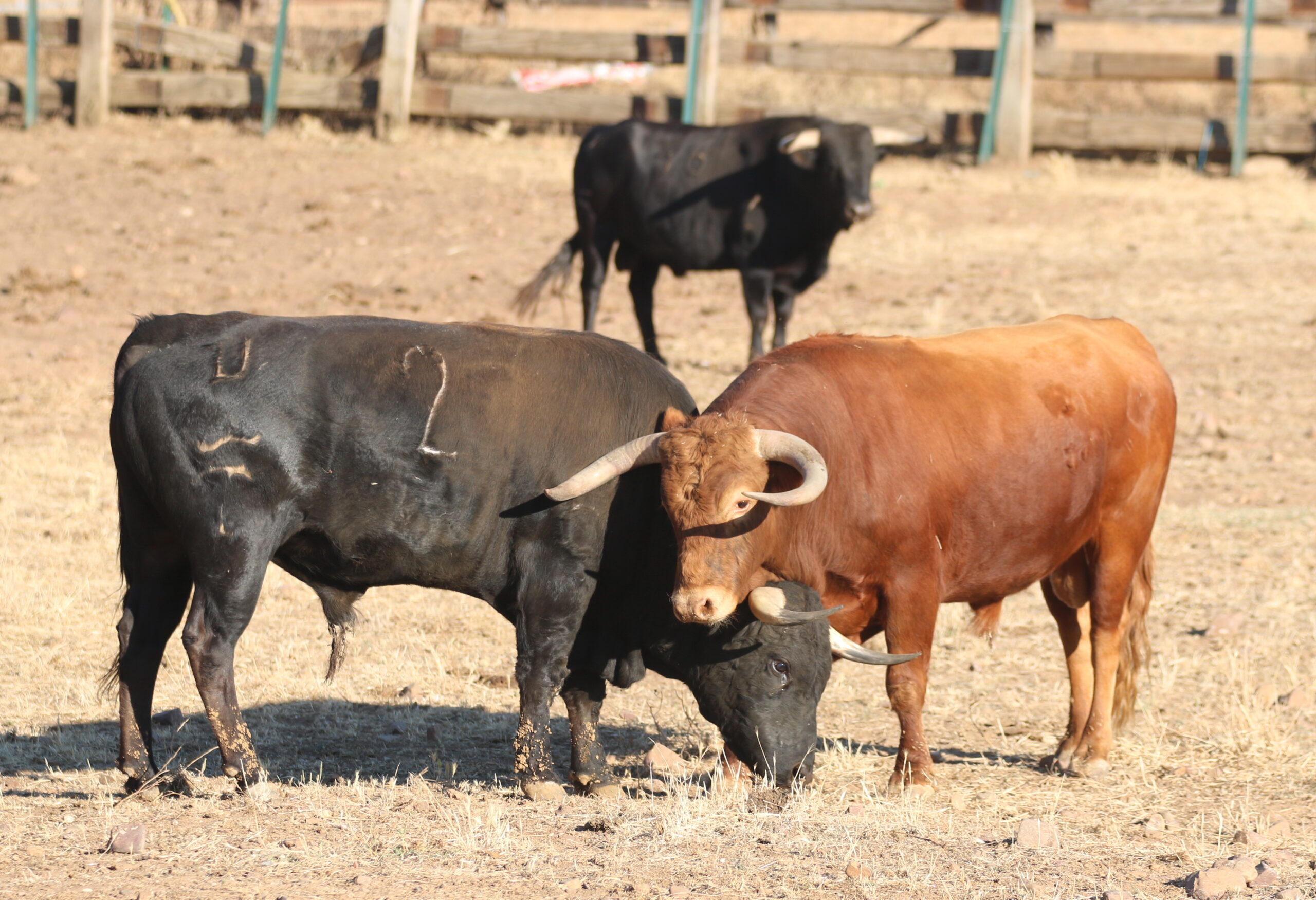 Ganadería Toros de Mollalta