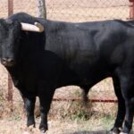 Toros de El Torero para Plasencia