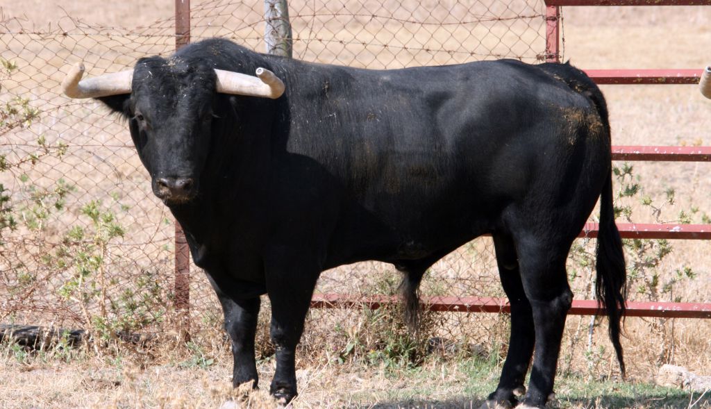 Toros de El Torero para Plasencia