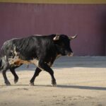 Tentadero de Daniel Luque en Valverde y Concha y Sierra