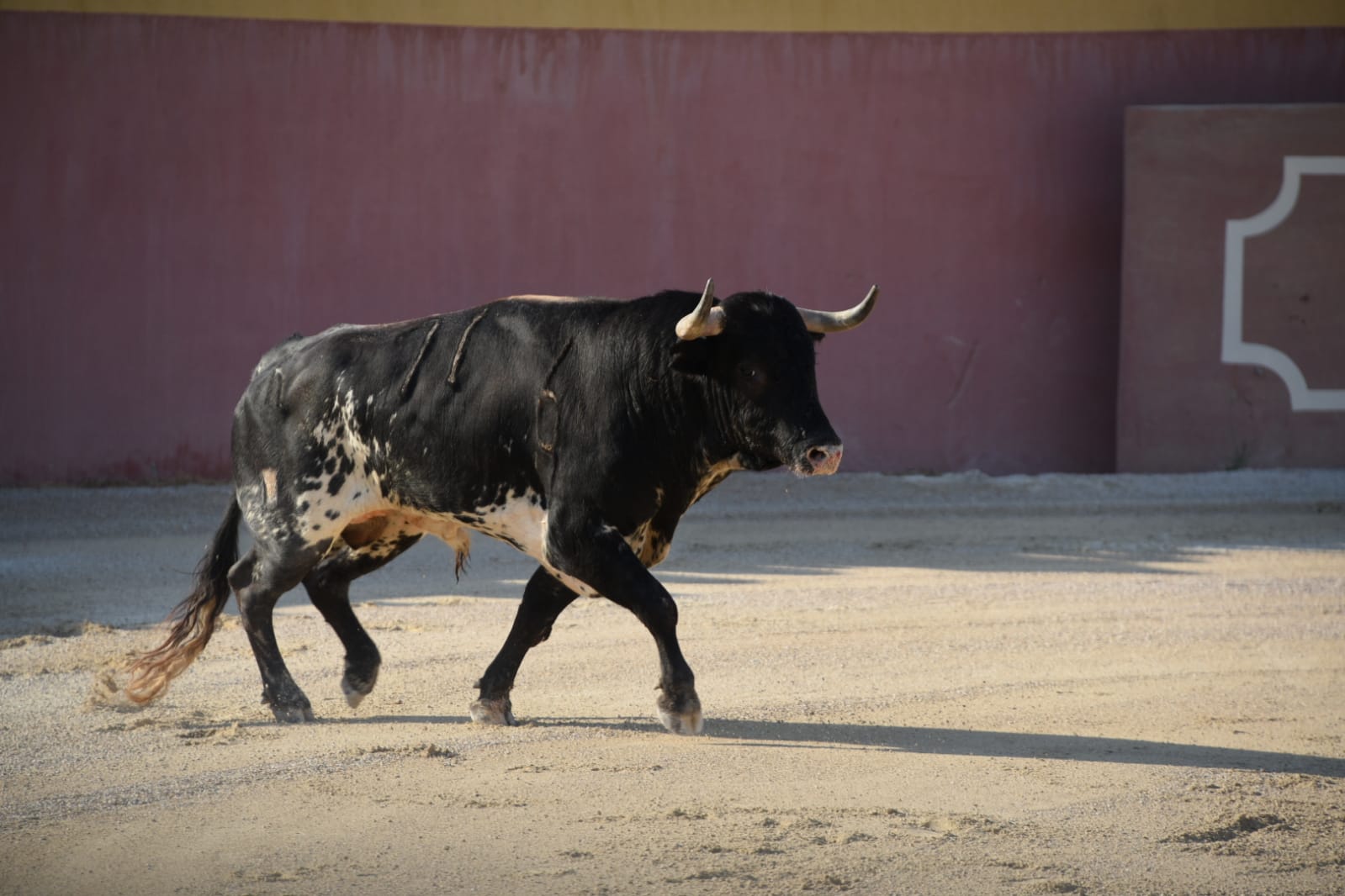 Tentadero de Daniel Luque en Valverde y Concha y Sierra