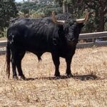 Lodazal (Jandilla). Número 168. 590 kg. Capa: negro zahino