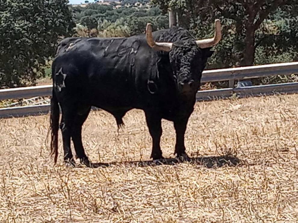 Lodazal (Jandilla). Número 168. 590 kg. Capa: negro zahino