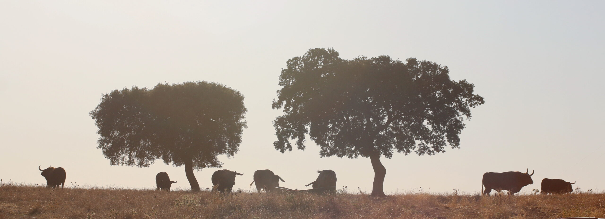 Ganadería Toros de Mollalta