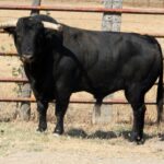 Toros de El Torero para Plasencia