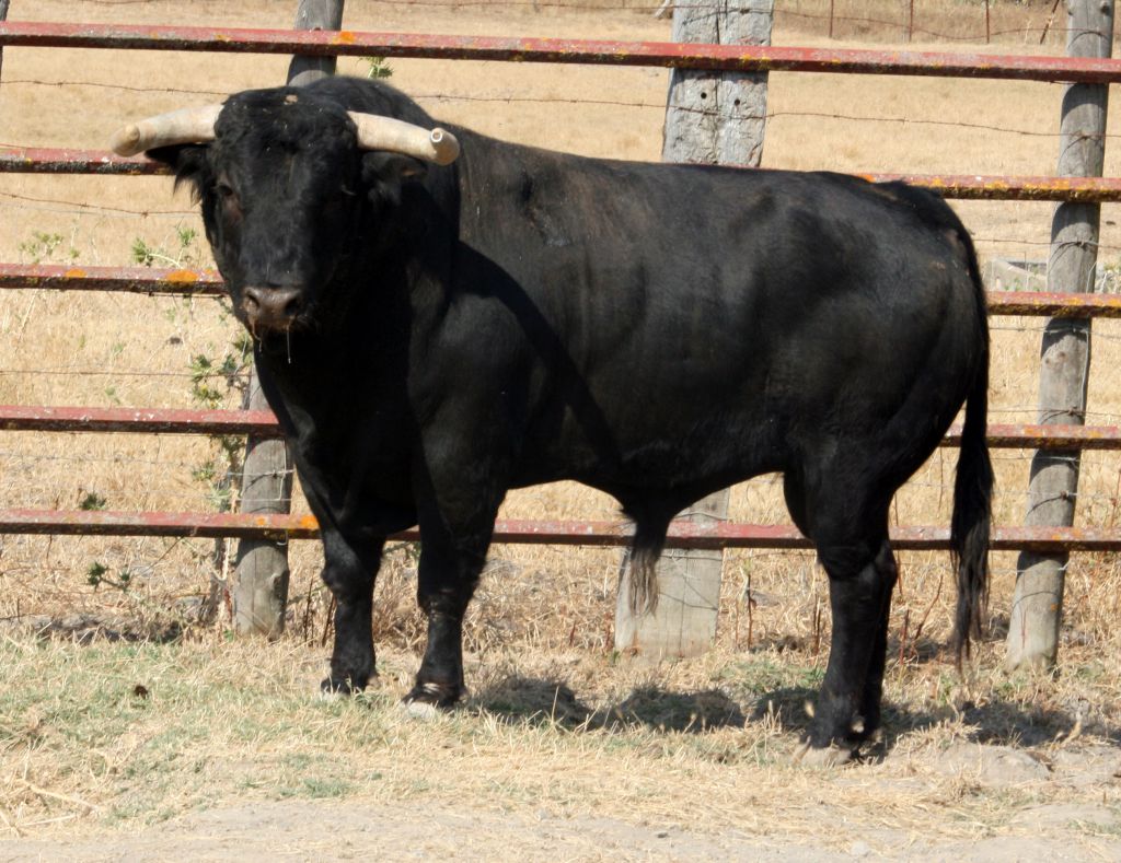 Toros de El Torero para Plasencia