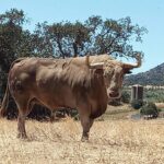 Luisito (Jandilla). Número 38. 590 kg. Capa: jabonero sucio