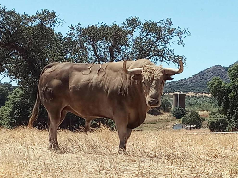 Luisito (Jandilla). Número 38. 590 kg. Capa: jabonero sucio