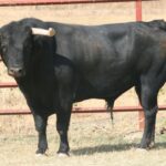 Toros de El Torero para Plasencia