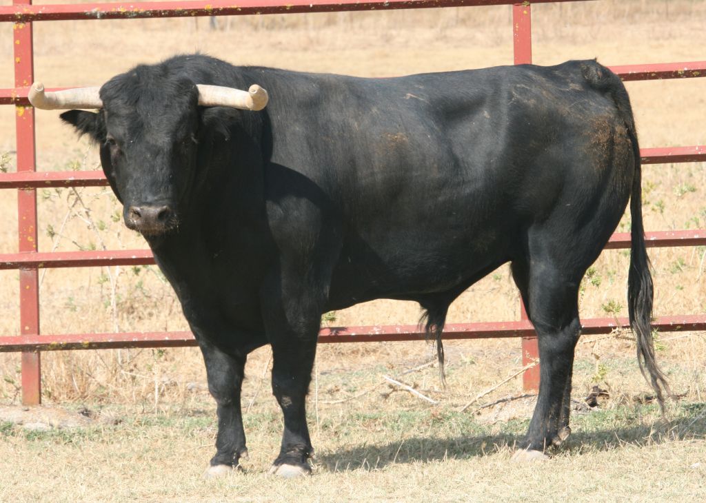 Toros de El Torero para Plasencia