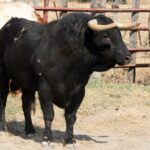 Toros de El Torero para Plasencia