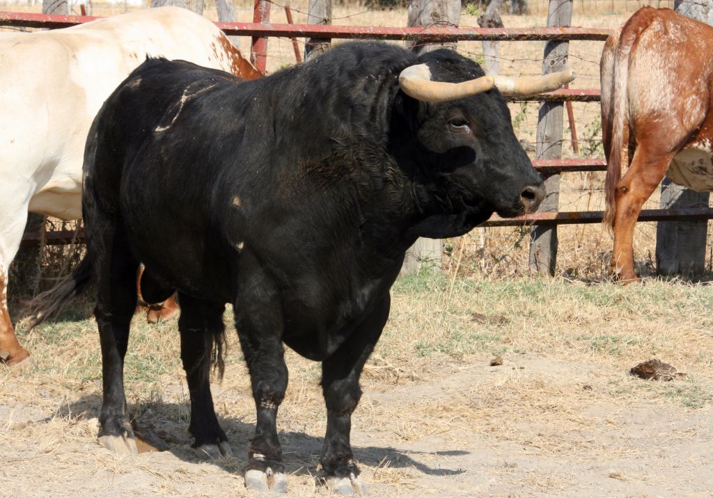 Toros de El Torero para Plasencia
