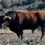 Montuno (La Palmosilla). Número 21. Noviembre 2015. Capa: castaño