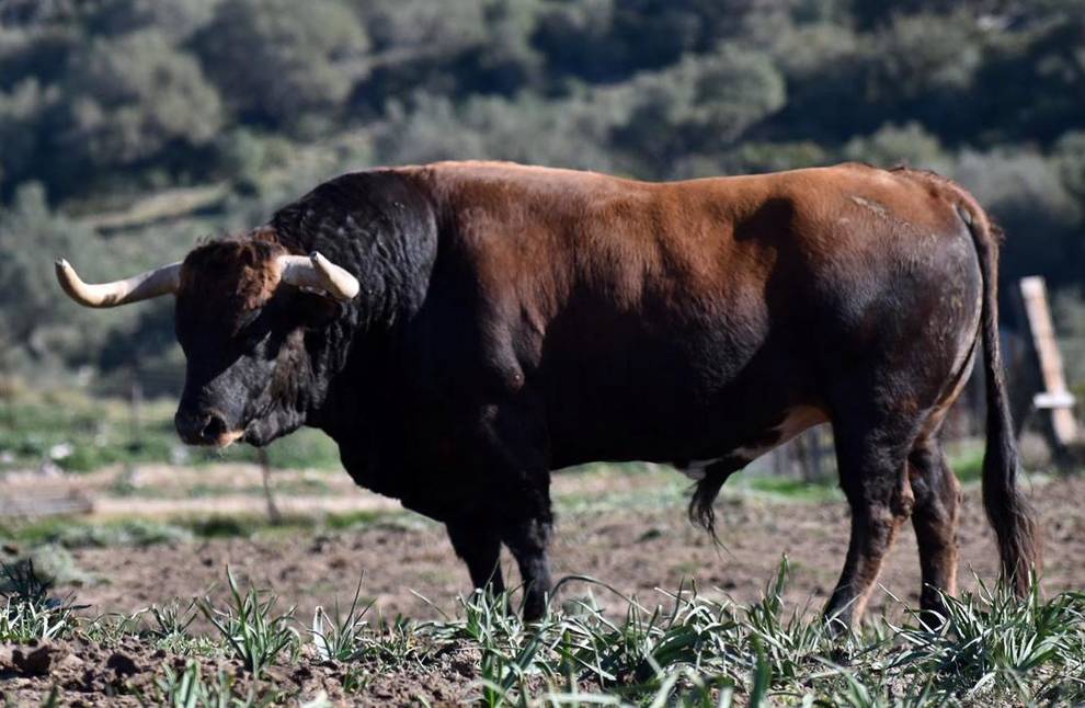 Montuno (La Palmosilla). Número 21. Noviembre 2015. Capa: castaño