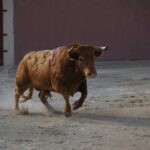 Tentadero de Daniel Luque en Valverde y Concha y Sierra