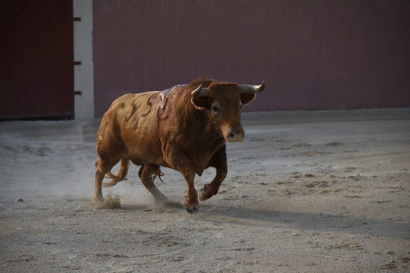 Tentadero de Daniel Luque en Valverde y Concha y Sierra