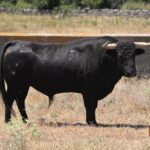 Toros de Aurelio Hernando para Teruel 2020