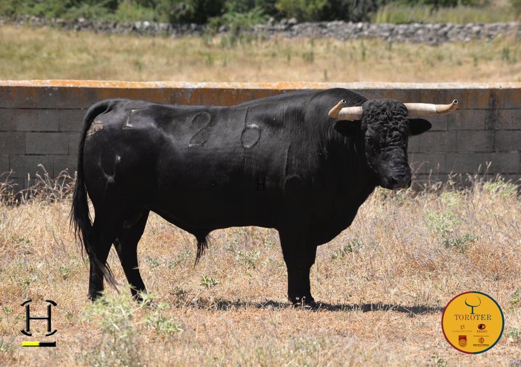 Toros de Aurelio Hernando para Teruel 2020