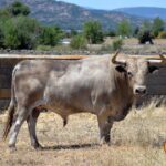 Toros de Aurelio Hernando para Teruel 2020