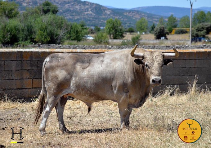 Toros de Aurelio Hernando para Teruel 2020