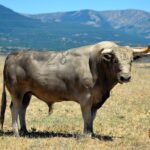 Toros de Aurelio Hernando para Teruel 2020