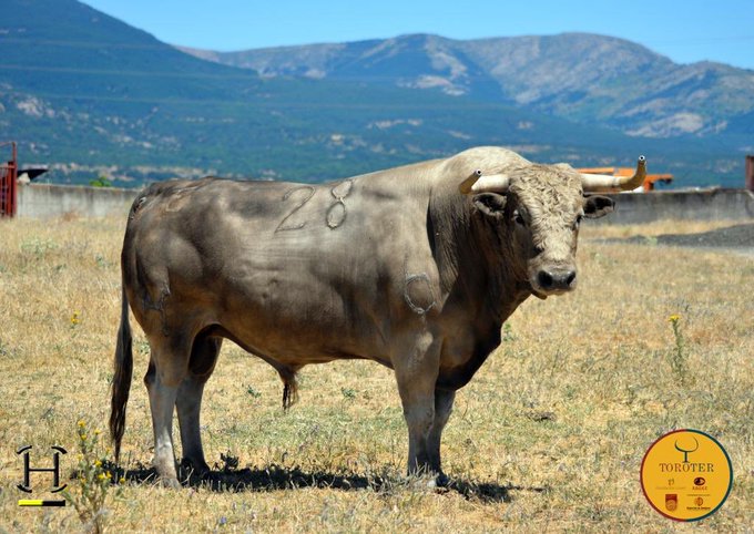 Toros de Aurelio Hernando para Teruel 2020
